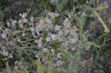 wild flowers in the grass
