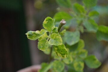 plant in a garden