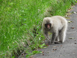 道路を歩く野生のニホンザル