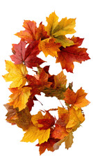 Colorful autumn leaves in vibrant hues.