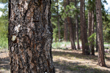 tree bark in the forest