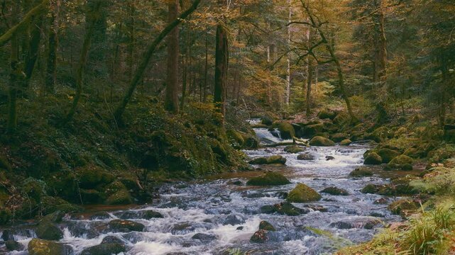 Ein Bach schl&auml;ngelt sich durch einen herbstlich gef&auml;rbten Mischwald