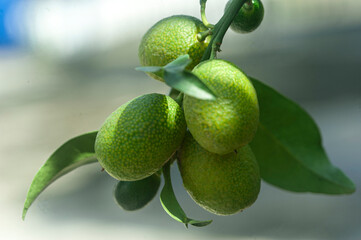 Close-Up of Dewdrops on a Lime Fruit and Leaves in the Morning