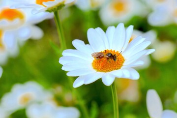 花の蜜を吸う蜜蜂