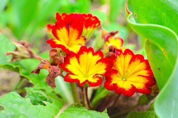 黄色と赤色の小さな花プリムラブルガリス