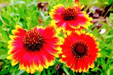 赤い花テンニンギク