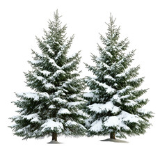 Obraz premium Two fir trees covered in snow isolated on transparent background.png white background
