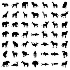 Fototapeta premium African Silhouette Safari