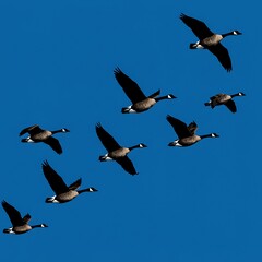 Obraz premium Azure Ascent