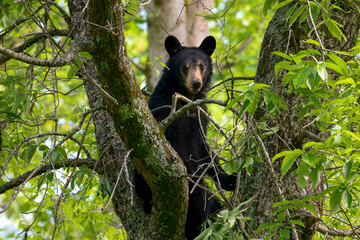 Obraz premium black bear cub in tree