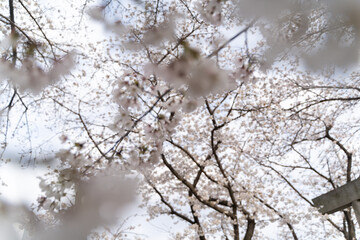 Cherry Blossoms in Full Bloom Against Sky⑤