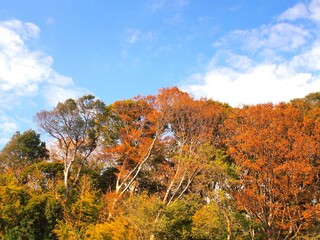 晩秋の「21世紀の森と広場」の黄葉の森と青空風景	
