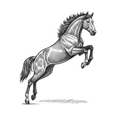 jump horse vector illustration