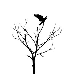 Obraz premium Raven's Takeoff.