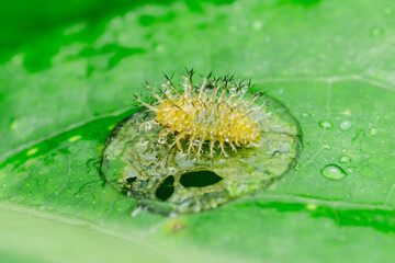Spiky caterpillar crawling on partially eaten green leaf
