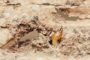 Worker termite coming out of a hole in the wood