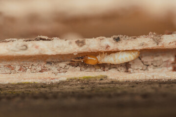 Termite eating wood, causing structural damage to house