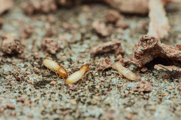 Termites destroying wood in house, causing structural damage