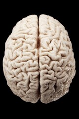 Naklejka premium Human Brain Anatomy Close Up Studio Shot on Black Background Detailed Cerebral Cortex Medical Illustration Healthcare