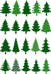Obraz premium Evergreen Variations