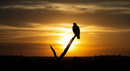 silhouette of a bird on sunset