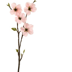 Fototapeta premium Elegant delicate pink cherry blossom flowers on a thin branch with green leaves isolated on white background for sp nature, beauty and floral design themes