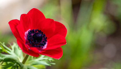 Vibrant Red Poppy Flower Blooming in a Green Garden Scene