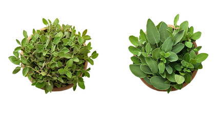 Top view of potted oregano and sage plants creates a fresh and aromatic culinary herb collection on white.