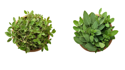 Top view of potted oregano and sage plants creates a fresh and aromatic culinary herb collection on white.