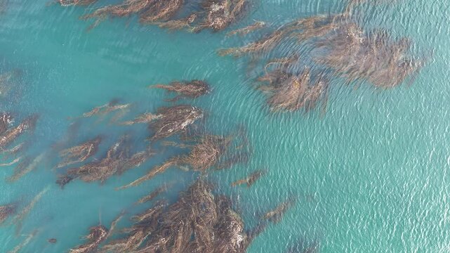 Aqua blue water texture with sargassum