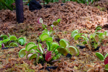 ハエトリグサの繊細で巧妙な捕虫器 – 驚異の食虫植物が魅せる自然の仕組み
The Delicate and Ingenious Trap of Venus Flytrap – A Marvel of Nature in Carnivorous Plants