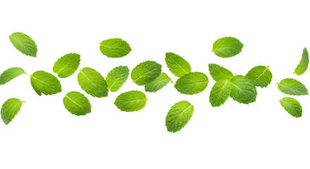 Green Leaves Border Foliage Nature Plant Fresh Decoration Summer