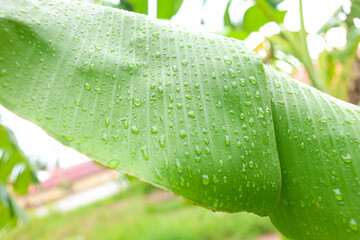 water drops on a green leaf