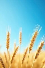 Fototapeta premium Golden Wheat Stalks Under a Vivid Blue Sky, a Symbol of Abundance and the Promise of a Bountiful Harvest
