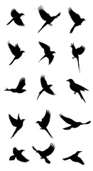 Obraz premium Flight of Shadows