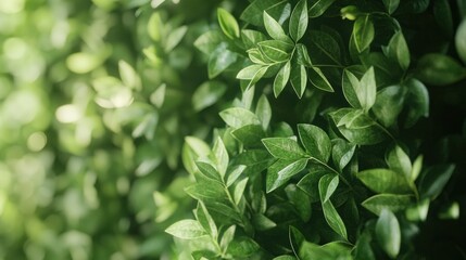 Lush green foliage