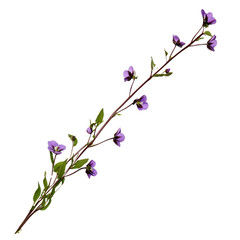 Fototapeta premium Beautiful delicate purple wildflower branch with green leaves and small blossoms isolated on white background for botanical, nature, and floral designs