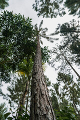 Looking Up Through the Forest Canopy – Vertical Perspective of Jungle Pines