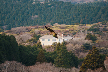 Soaring Hawk Over Forested Hillside Village