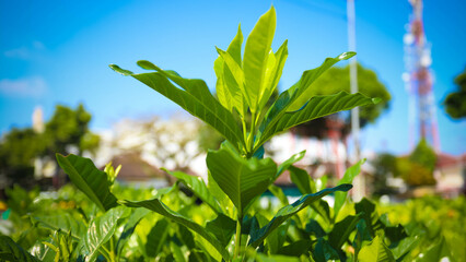 close up view of green leaves