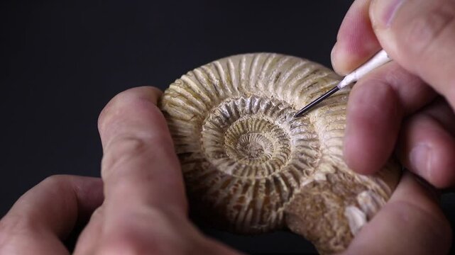 Cleaning rock shell from a Ammonite fossil Archaeology, Paleontology