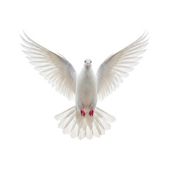 Fototapeta premium Pristine white dove with outstretched wings, seemingly soaring upwards, presented against a plain white background. The vibrant contrast emphasizes the dove's form and flight.
