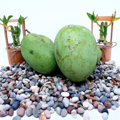 young mango on a tropical beach