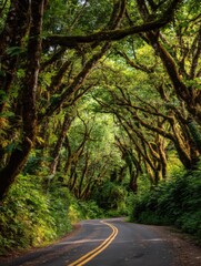 Obraz premium Scenic winding road through lush green forest canopy perspective Oregon nature travel adventure