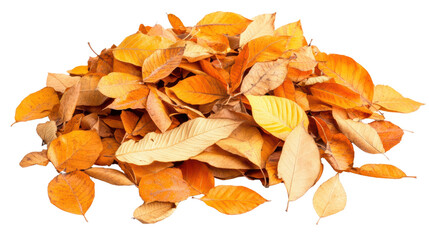 Fototapeta premium Pile of vibrant autumn leaves isolated on white, showcasing the beauty of seasonal color changes outdoors.
