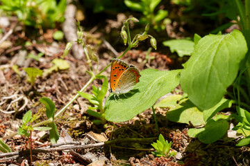 Close-up photo of a red-spotted apollo butterfly (Lycaena phlaeas) resting on a green leaf