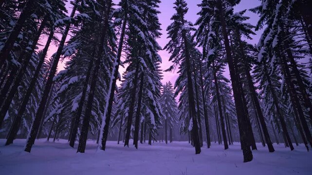 Magical Winter Wonderland: Snow-Covered Pine Forest with Twilight Glow and Gentle Snowfall - A Seasonal Background for Enchanting Holiday Projects