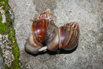Close-up view of mating snails in nature