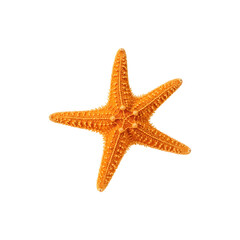 Orange starfish with dotted texture