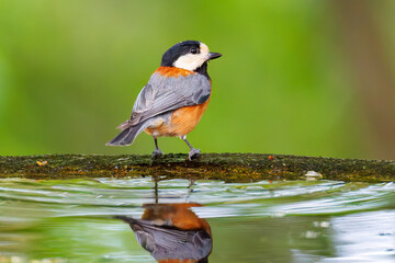 飛び出し飛翔する可愛いヤマガラ（シジュウカラ科）
水盤で水浴びをしている。
英名学名：Varied Tit (Sittiparus varius)
秦野駅近くにある弘法山公園は、浅間山、権現山、弘法山を含む神奈川県立の自然公園。
山頂には野鳥の観察施設「バードサンクチュアリ」がある
神奈川県秦野市- 2025年
